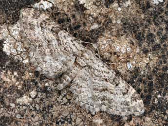 Eupithecia gemellata H.-S. adulte - Daniel Morel