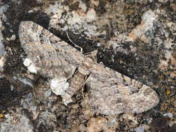 Eupithecia cooptata Dietze adulte - ©Daniel Morel