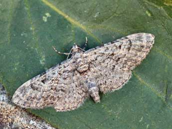 Eupithecia gemellata H.-S. adulte - ©Daniel Morel