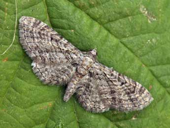 Eupithecia gemellata H.-S. adulte - ©Daniel Morel