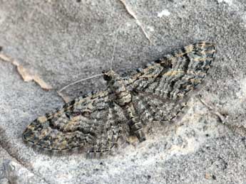 Eupithecia gemellata H.-S. adulte - Daniel Morel