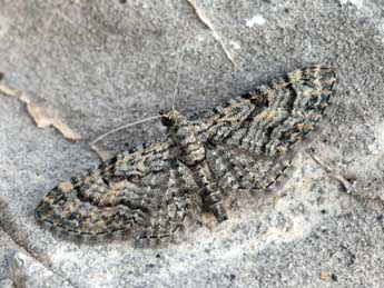 Eupithecia gemellata H.-S. adulte - ©Daniel Morel