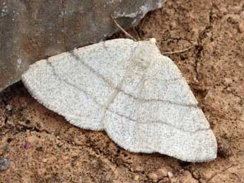 Adactylotis gesticularia Hb. adulte - Daniel Morel