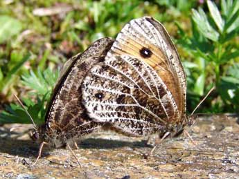 Oeneis glacialis Moll adulte - ©Patrick Gros