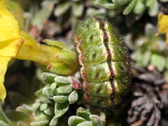  Chenille de Agriades glandon Prun. - ©Tristan Lafranchis