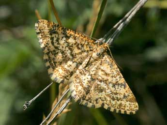 Heliomata glarearia D. & S. adulte - ©Daniel Morel