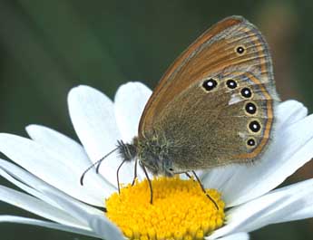 Coenonympha glycerion Bkh. adulte - Tristan Lafranchis