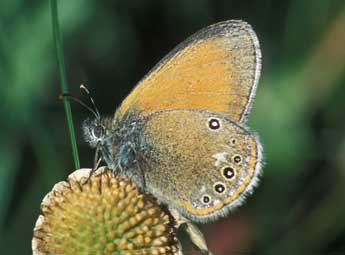 Coenonympha glycerion Bkh. adulte - ©Tristan Lafranchis