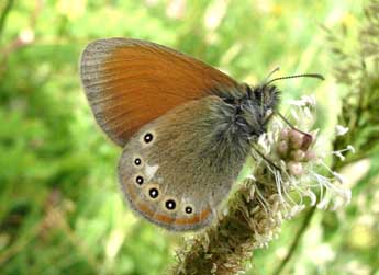 Coenonympha glycerion Bkh. adulte - ©Jean-Pierre Arnaud