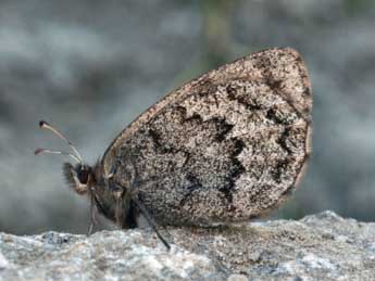 Erebia gorge Hb. adulte - Daniel Morel