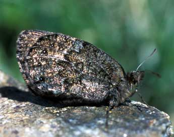 Erebia gorge Hb. adulte - Tristan Lafranchis