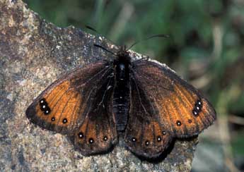 Erebia gorge Hb. adulte - Tristan Lafranchis