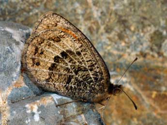 Erebia gorgone Bsdv. adulte - ©Daniel Morel