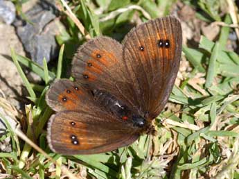 Erebia gorgone Bsdv. adulte - Daniel Morel