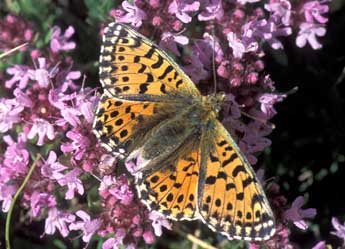 Boloria graeca Stgr adulte - ©Tristan Lafranchis