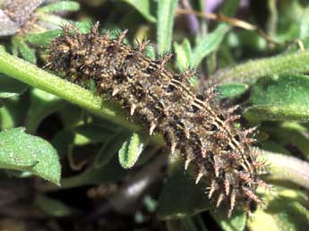  Chenille de Boloria graeca Stgr - Tristan Lafranchis