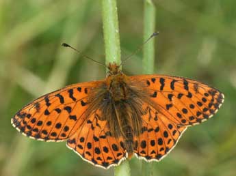 Boloria graeca Stgr adulte - ©Daniel Morel