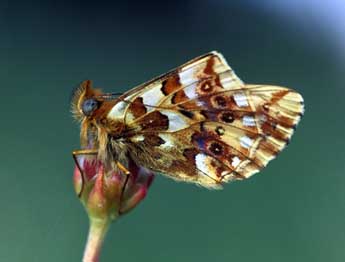 Boloria graeca Stgr adulte - Tristan Lafranchis