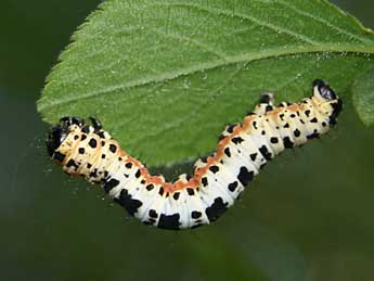  Chenille de Abraxas grossulariata L. - ©Josselyne Blanc