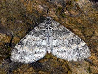 Lobophora halterata Hfn. adulte - Alexis Borges