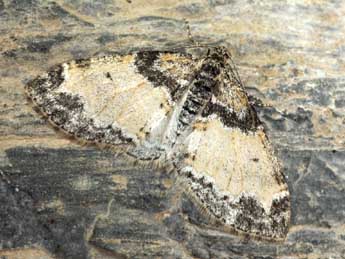 Lobophora halterata Hfn. adulte - Daniel Morel