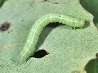  Chenille de Lobophora halterata Hfn. - ©Philippe Mothiron