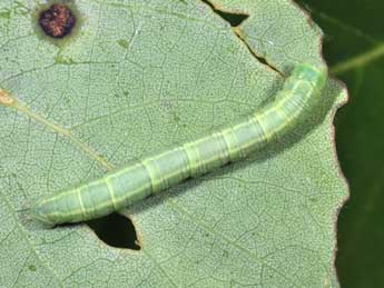  Chenille de Lobophora halterata Hfn. - ©Philippe Mothiron