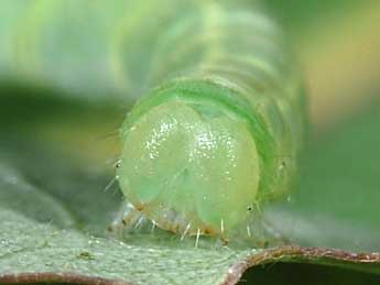  Chenille de Lobophora halterata Hfn. - ©Philippe Mothiron