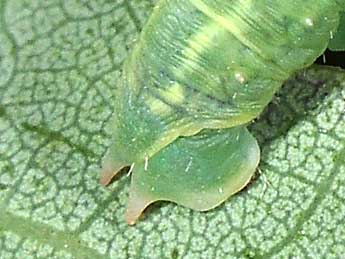  Chenille de Lobophora halterata Hfn. - ©Philippe Mothiron