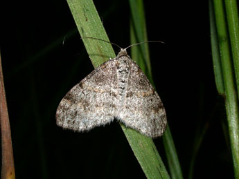 Lobophora halterata Hfn. adulte - Philippe Mothiron