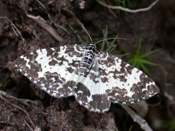 Rheumaptera hastata L. adulte - Christophe Franco