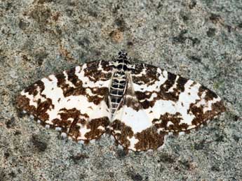 Rheumaptera hastata L. adulte - Daniel Morel