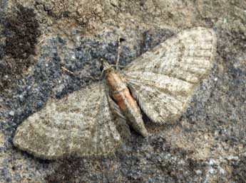 Eupithecia haworthiata Dbld. adulte - ©Daniel Morel