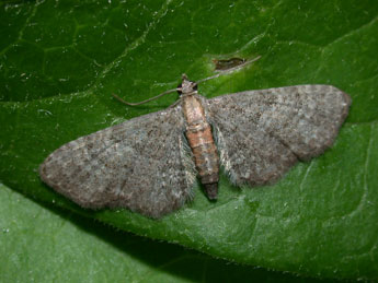 Eupithecia haworthiata Dbld. adulte - ©Philippe Mothiron