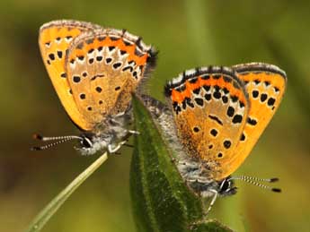 Lycaena helle D. & S. adulte - Daniel Morel