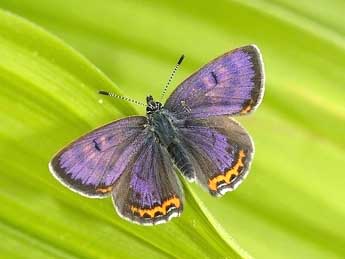 Lycaena helle D. & S. adulte - ©David Demerges