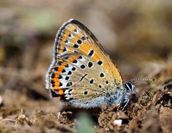 Lycaena helle D. & S. adulte - Daniel Morel