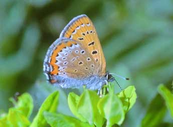 Lycaena helle D. & S. adulte - ©Franois Fournier