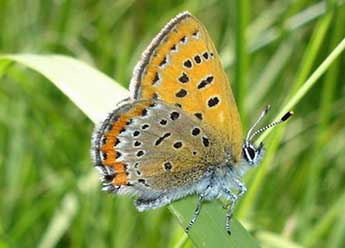 Lycaena helle D. & S. adulte - ©Jean-Pierre Arnaud