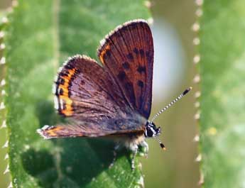 Lycaena helle D. & S. adulte - Daniel Morel