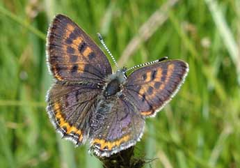 Lycaena helle D. & S. adulte - ©Jean-Pierre Arnaud