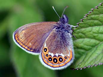 Coenonympha hero L. adulte - Daniel Morel