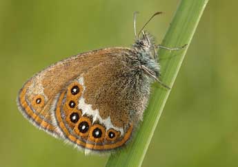 Coenonympha hero L. adulte - ©David Demerges