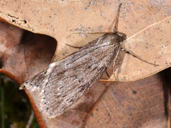 Pachycnemia hippocastanaria Hb. adulte - Philippe Mothiron