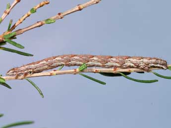  Chenille de Pachycnemia hippocastanaria Hb. - Lionel Taurand