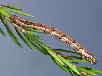  Chenille de Pachycnemia hippocastanaria Hb. - ©Lionel Taurand