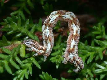  Chenille de Pachycnemia hippocastanaria Hb. - Philippe Mothiron