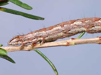  Chenille de Pachycnemia hippocastanaria Hb. - ©Lionel Taurand