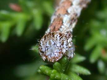  Chenille de Pachycnemia hippocastanaria Hb. - Philippe Mothiron