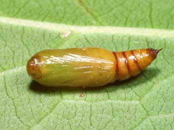  Chrysalide de Pachycnemia hippocastanaria Hb. - Lionel Taurand